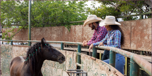 Tombstone 1000x El Viejon - The Sombrero Ranch – The Sombrero Ranch Online